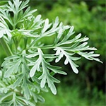 Bylica Piołun (Artemisia absinthium)