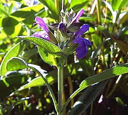 Szałwia lekarska (Salvia officinalis)
